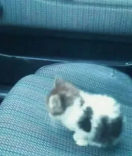 😱 8f9be03e chaton, chat, mignon, petit, animal, animal de compagnie telegram sticker