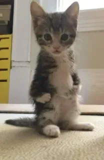 💪 9f9c2c11 chaton, chat, mignon, animal, chat domestique, mammifère telegram sticker