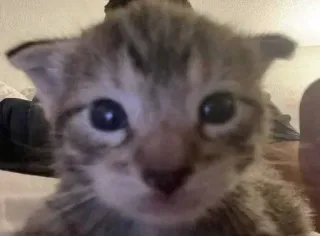 ☠ a5fd4260 chat, chaton, animal, animal de compagnie, mignon telegram sticker