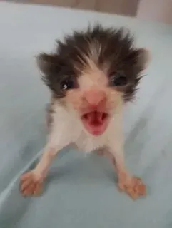 🤠 a69b0c42 chaton, chat, animal, petit, animal domestique, mignon, félin telegram sticker