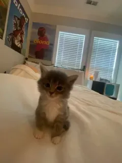 🟡 b1491320 chaton, chat, animal, animal de compagnie, mignon, domestique, félin telegram sticker