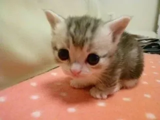 😰 b4f42385 chaton, chat, mignon, animal, animal de compagnie, mammifère telegram sticker