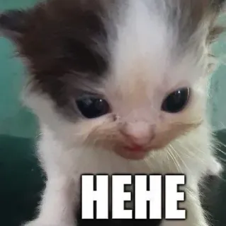 😏 bc5c6647 HEHE chaton, chat, mème, mignon, héhé telegram sticker