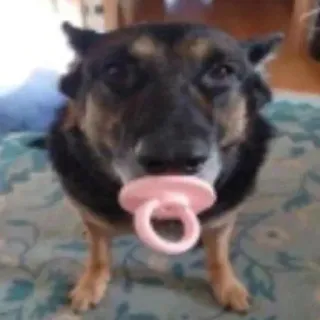 🥵 c15cc7a8 chien, tétine, chiot, animal, mignon, animal de compagnie telegram sticker