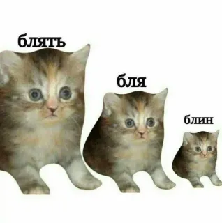 😶 d861fcbd блядь бля блин chat, chaton, drôle, mème, offensant telegram sticker