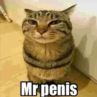 😊 05caae3d Mr penis mèo, động vật, thú cưng, hài hước, xúc phạm whatsapp sticker