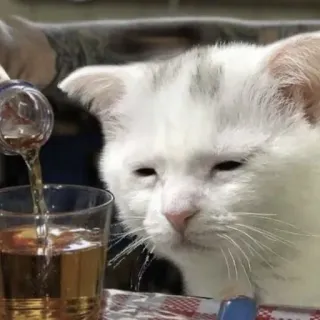 😞 4d5a0abb mèo, uống, hài hước, meme, động vật, rượu, dễ thương, thú cưng whatsapp sticker