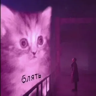 😳 4fc60d45 Блять mèo, Nga, từ chửi thề whatsapp sticker
