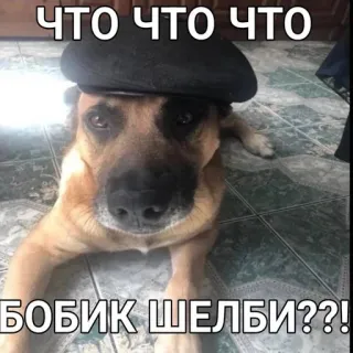 😮 5bcf1199 ЧТО ЧТО ЧТО
БОБИК ШЕЛБИ??! chó, mũ nồi, Nga, văn bản, động vật, meme whatsapp sticker