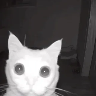 😶 8c769e21 mèo, động vật, dễ thương, thú cưng, nhìn đêm, mắt whatsapp sticker