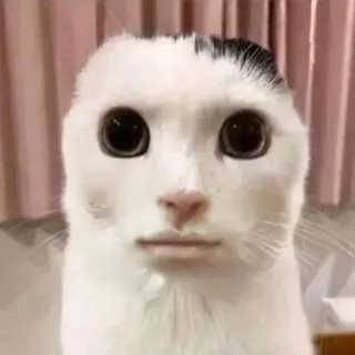 😐 9ae4d177 mèo, mặt người, meme, hài hước, động vật, thú cưng whatsapp sticker