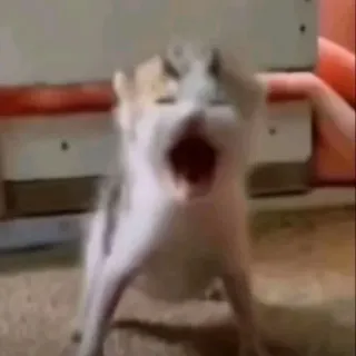 😮 aff8db05 mèo, mèo con, động vật, meme, la hét, gào thét, buồn cười whatsapp sticker