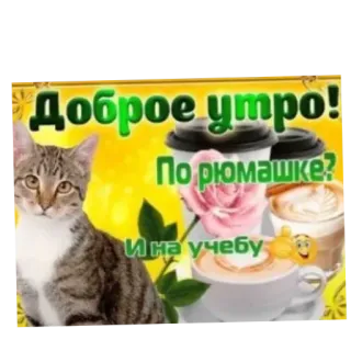 🔥 0adbfe14 Доброе утро! По рюмашке? И на учебу kot, dzień dobry, kawa, kwiat, rosyjski, rano, nauka whatsapp sticker