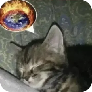 🥰 17287432 kot, kociak, sen, ziemia, ogień, zmiana klimatu whatsapp sticker