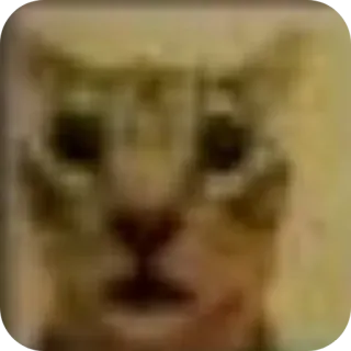 🤲 1fd417c7 kot, zwierzę, mem, zwierzę domowe, śmieszne, koci whatsapp sticker