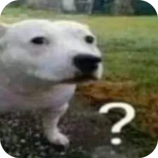 🐶 3e34aed7 ? pies, pytanie, zmieszany, mem, zwierzę domowe, zwierzę whatsapp sticker