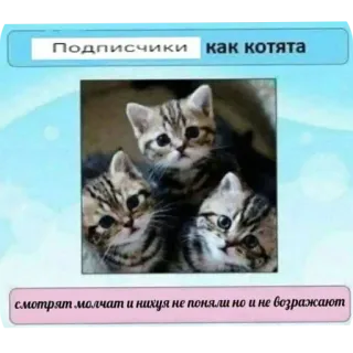 🐱 4a450e2b Подписчики как котята
смотрят молчат и нихуя не поняли но и не возражают koty, kotek, słodkie, śmieszne, rosyjski, mem whatsapp sticker