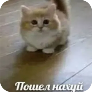 🥰 50886fbe Пошел нахуй kot, mem, obraźliwe whatsapp sticker