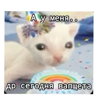 🐱 51c31065 А у меня.. 
др сегодня вапщета kot, urodziny, kociak, mem whatsapp sticker