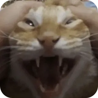 🤲 5a892efa kot, zły, zwierzę, koci, zwierzę domowe, mem, śmieszne whatsapp sticker