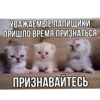 🐱 6950f52e УВАЖАЕМЫЕ ПАПИШИКИ ПРИШЛО ВРЕМЯ ПРИЗНАТЬСЯ  ПРИЗНАВАЙТЕСЬ kociak, kot, zwierzę domowe, zwierzę, śmieszne, mem whatsapp sticker