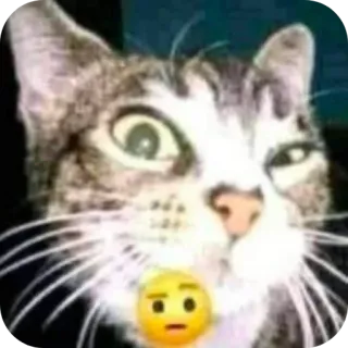 🐱 bdc67ced kot, zwierzę, zwierzak, emoji, śmieszne, mem whatsapp sticker