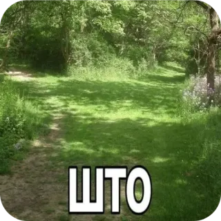 🌲 c8cae2b3 ШТО trawa, natura, ścieżka, pytanie, rosyjski, tekst whatsapp sticker