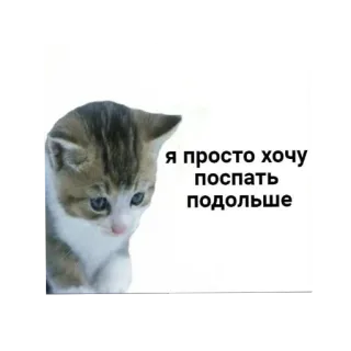 😿 d2253ccc Я просто хочу поспать подольше kot, kociak, śpiący, mem, smutny, słodki, rosyjski whatsapp sticker
