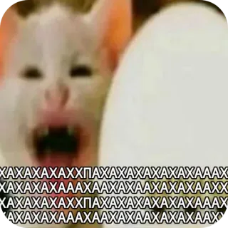 🐱 d89981fa ХАХАХАХХПАХАХАХАХАААХ kot, mem, zwierzę, śmieszne, śmiech, rosyjski, tekst whatsapp sticker
