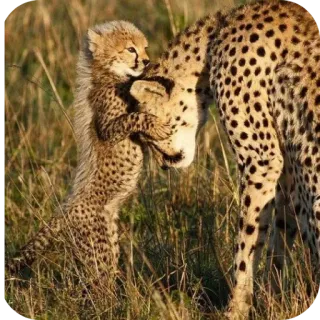 🦁 0d5e8e55 guepardo, cachorro, vida salvaje, animal, naturaleza, bebé guepardo telegram sticker