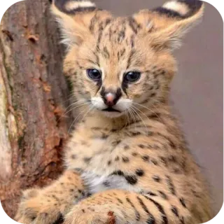 🐱 100efc0d serval, gatito, gato, animal, mascota, fauna telegram sticker