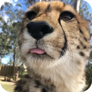 🐶 1b57da56 guepardo, animal, gato, lindo, lengua, fauna, mamífero telegram sticker