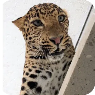 👍 1d7c6872 leopardo, animal, fauna, gato, mamífero telegram sticker
