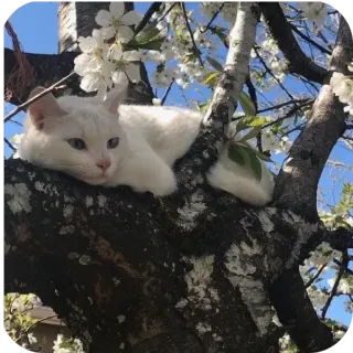 🌿 1e20bdde gato, árbol, blanco, animal, naturaleza, flores telegram sticker