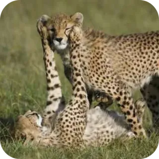 🦁 1fade9d9 guepardo, animal, fauna, gato, naturaleza, safari, felino telegram sticker