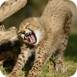 🐱 22413b4c cachorro guepardo, animal, fauna silvestre, gran felino, cría animal, mono, estirándose, bostezando, gato telegram sticker