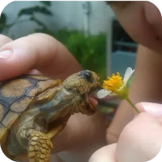 ✋ 2890b2ac tortuga, reptil, animal, flor, vida salvaje, mascota, lindo, naturaleza telegram sticker