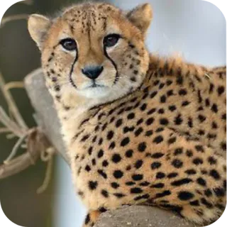 Больше стиков тут: @stikery4 telegram stickers