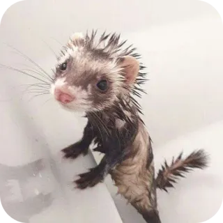 🐦 369572fe hurón, animal, mascota, mojado, lindo, baño, animal pequeño telegram sticker