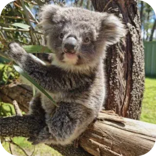 🐦 3d76b2bc koala, animal, lindo, marsupial, fauna, naturaleza, australia telegram sticker