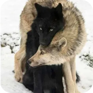 🐶 407fa188 lobos, animales, naturaleza, amistad, afecto, vida salvaje telegram sticker