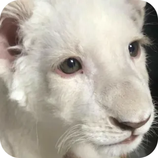 🐱 44a7f8a6 león blanco, cachorro de león, animal, fauna, cachorro, gato, felino telegram sticker