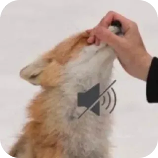 🐶 4971d8ae zorro, mascota, animal, mudo, silencio, mano telegram sticker