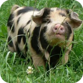 🐱 49e7e630 cerdo, animal, granja, hierba, lindo, mamífero, animal doméstico telegram sticker