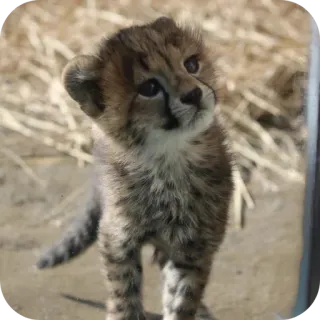 🐱 4a7af615 cachorro guepardo, bebé animal, vida silvestre, animal lindo, guepardo, cachorro telegram sticker