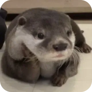 🐱 4ed2eb27 nutria, animal, lindo, mamífero, fauna telegram sticker