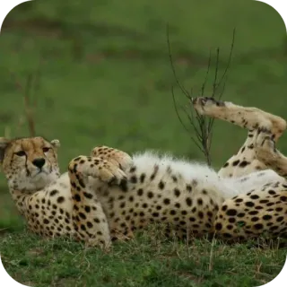 🦁 4ff1afa3 guepardo, animal, vida salvaje, gato, safari, naturaleza telegram sticker