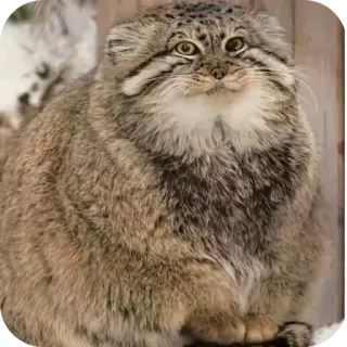 🧔 51f417c0 gato, manul, animal, mamífero, gato salvaje, felino telegram sticker