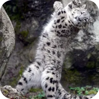 🐶 536f3354 leopardo de las nieves, animal, gato, fauna, naturaleza, mamífero telegram sticker