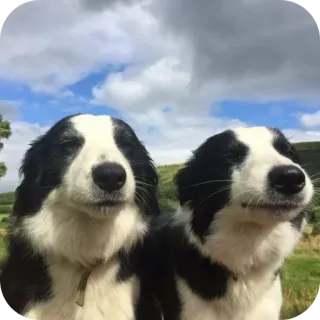 🐻 5785c795 perros, border collies, animales, mascotas, aire libre telegram sticker